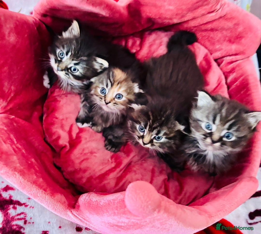 Scottish Fold cats for sale: Gorgeous Scottish Fold long hair - Image 7