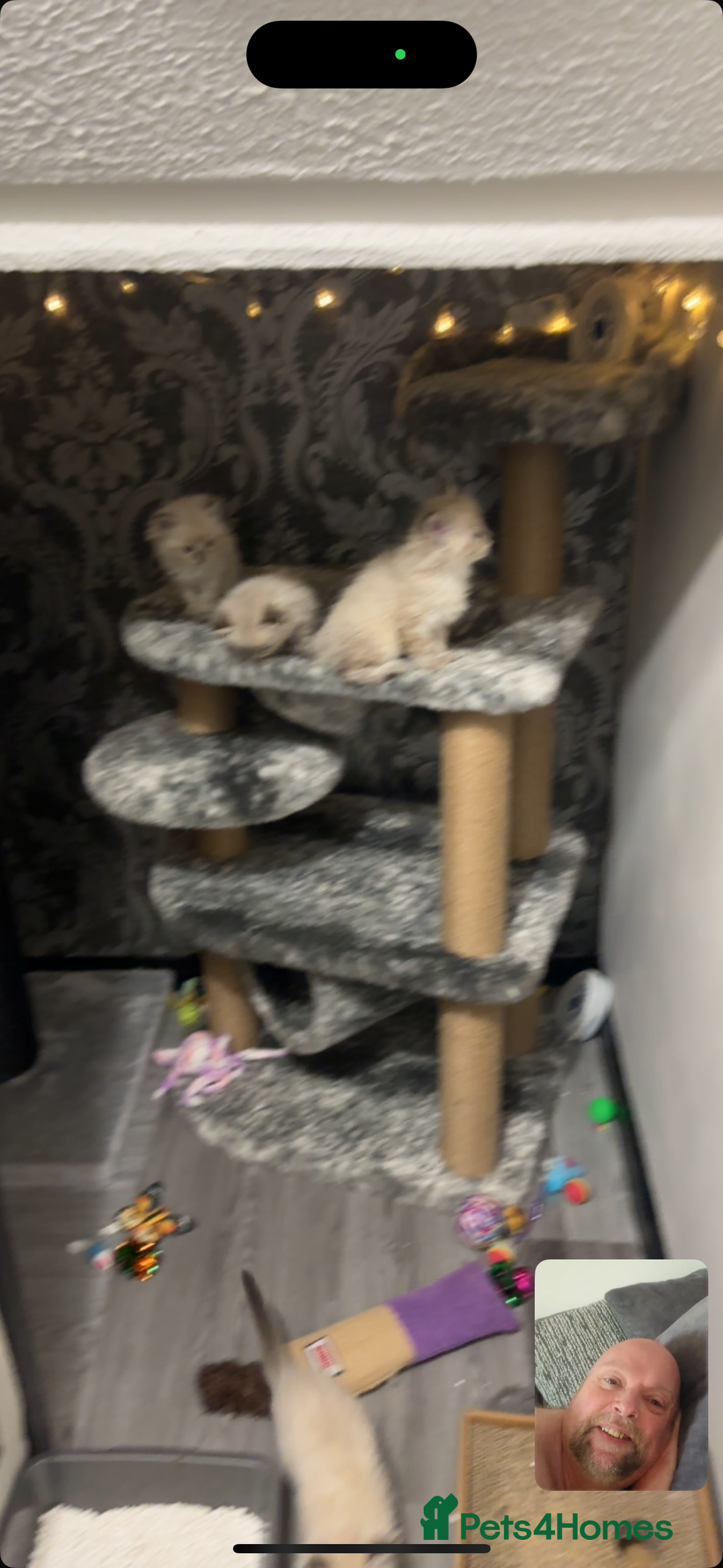 Ragdoll cats for sale: 2 male ragdoll kittens in Colchester - Image 13