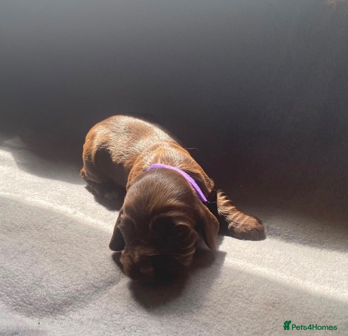 Cocker Spaniel dogs 🐾BEAUTIFUL KC REGISTERED SHOW COCKERS🐾 - Advert 1