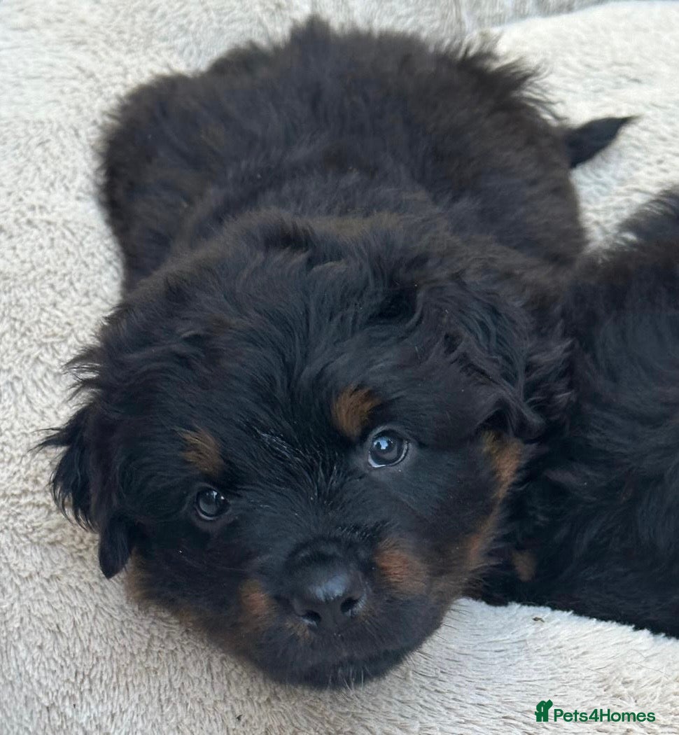 Rottweiler dogs Rottweilers KC LONG COAT tested TOP QUALITY  - Advert 3