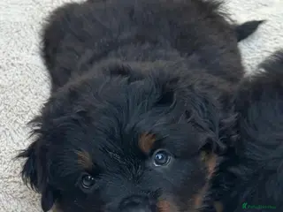 Rottweiler dogs Rottweilers KC LONG COAT tested TOP QUALITY - Advert 3