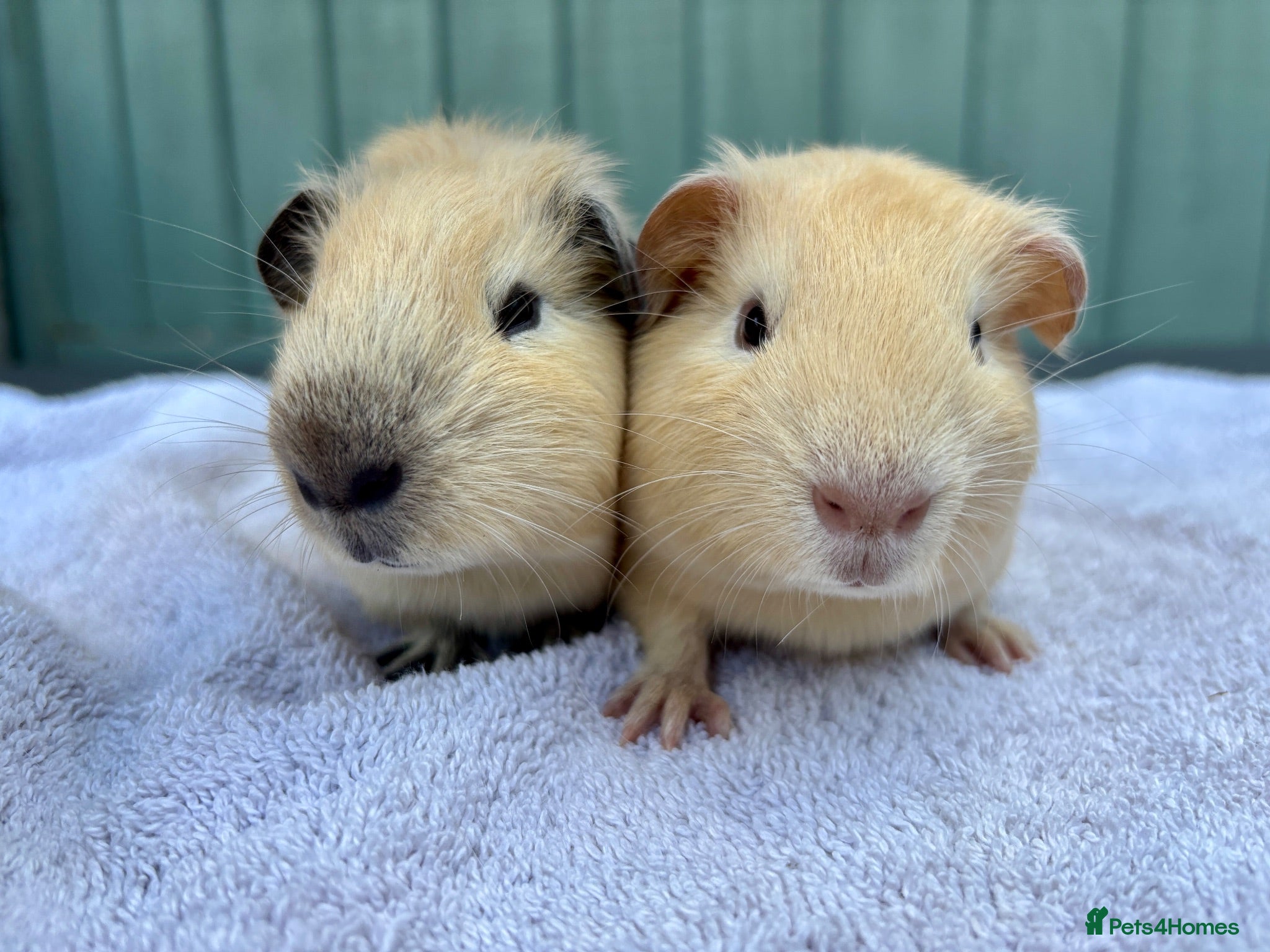 Guinea Pig rodents Baby guinea pigs - Advert 1