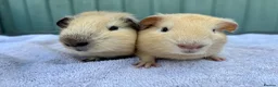 Guinea Pig rodents for sale: Baby guinea pigs - Advert 1