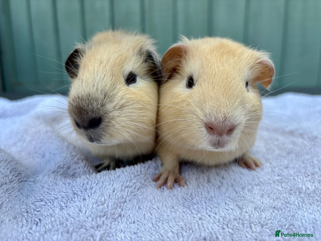 Guinea Pig rodents for sale: Baby guinea pigs - Advert 1