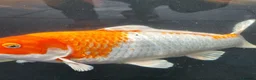 Koi Carp fish for sale: Koi /Orf /Tench- 11 in total in Wellingborough - Advert 12