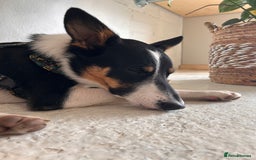 Border Collie dogs for sale: 15 month old male collie for sale (not a farm dog) - Advert 3