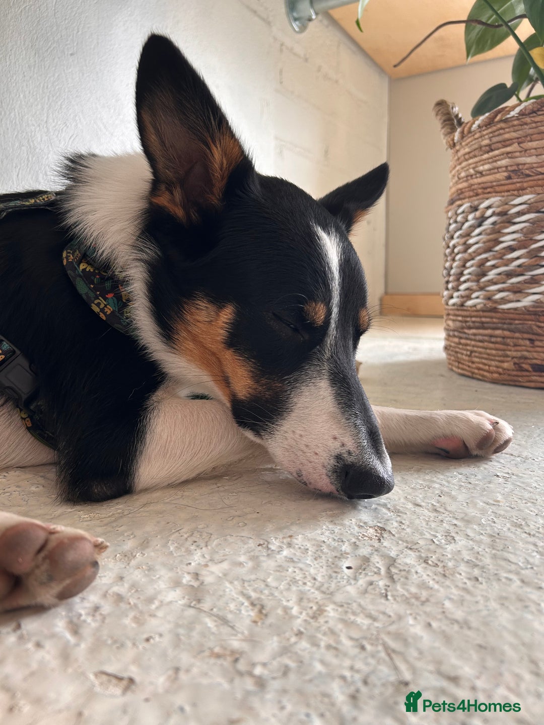 Border Collie dogs for sale: 15 month old male collie for sale (not a farm dog) - Advert 3