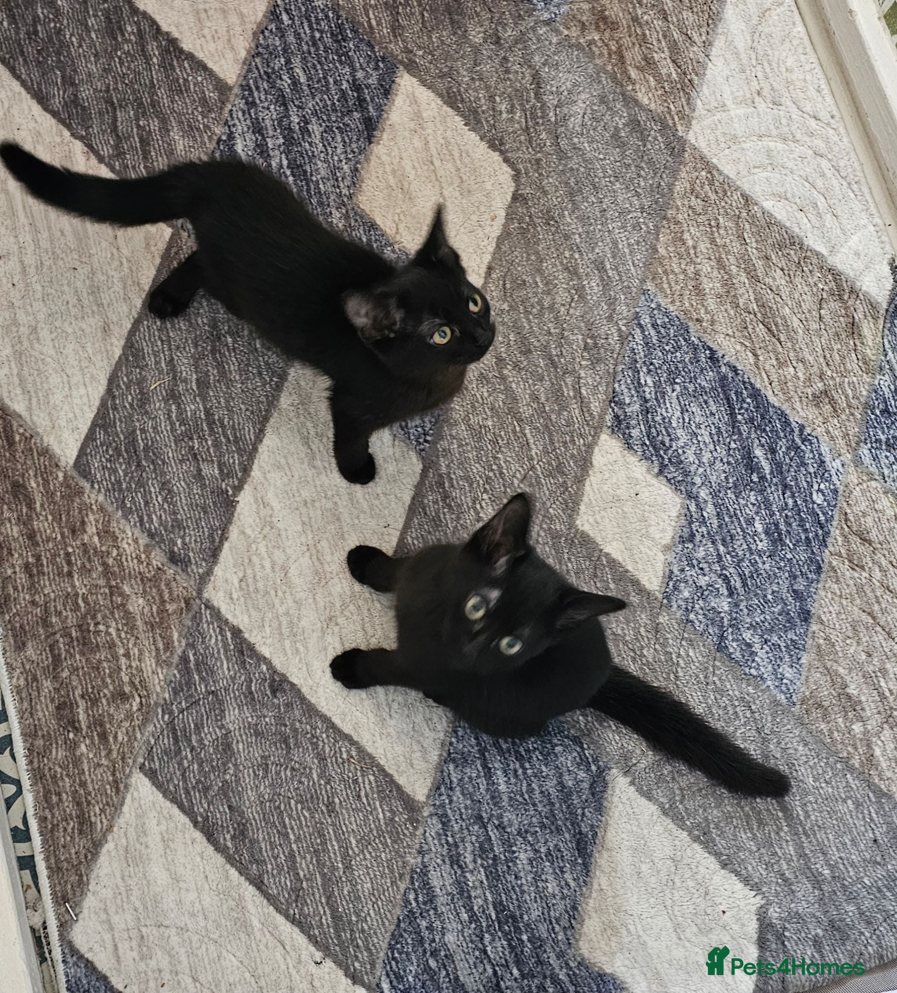 Mixed Breed cats 😻 **Discount today*** only for my kittens ❤️😻  - Advert 1