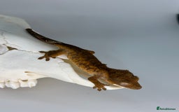 Gecko reptiles for sale: Young crested geckos various morphs Unsexed  - Image 8