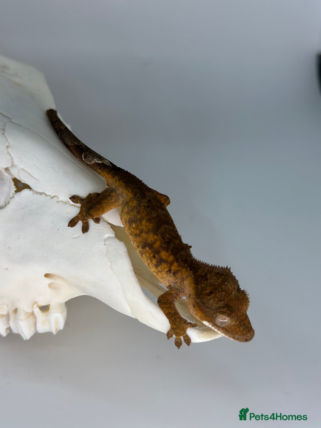 Gecko reptiles for sale: Young crested geckos various morphs Unsexed  - Image 8