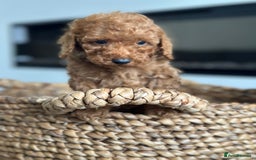Miniature Poodle dogs for sale: 🐾 Beautiful KC 🦊 Red Miniature Poodle Puppies 🐾 - Image 30