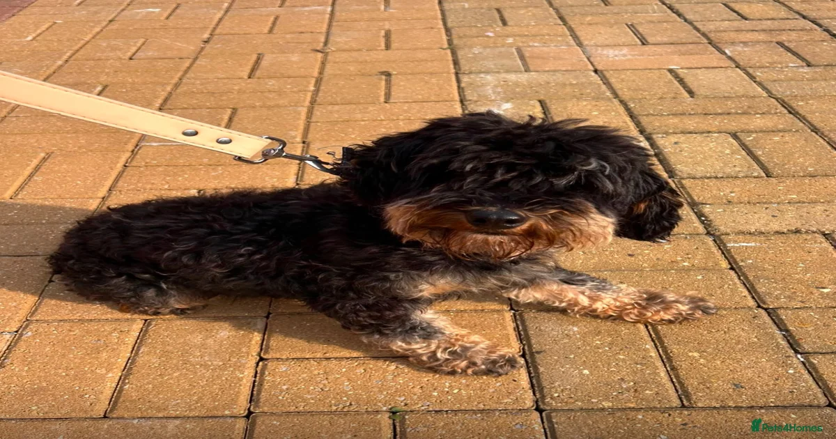 F1B Cockapoo puppies for sale in Dereham | Pets4Homes