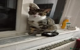 Mixed Breed cats for sale: Beautiful 1 year male looking for a forever home - Image 1