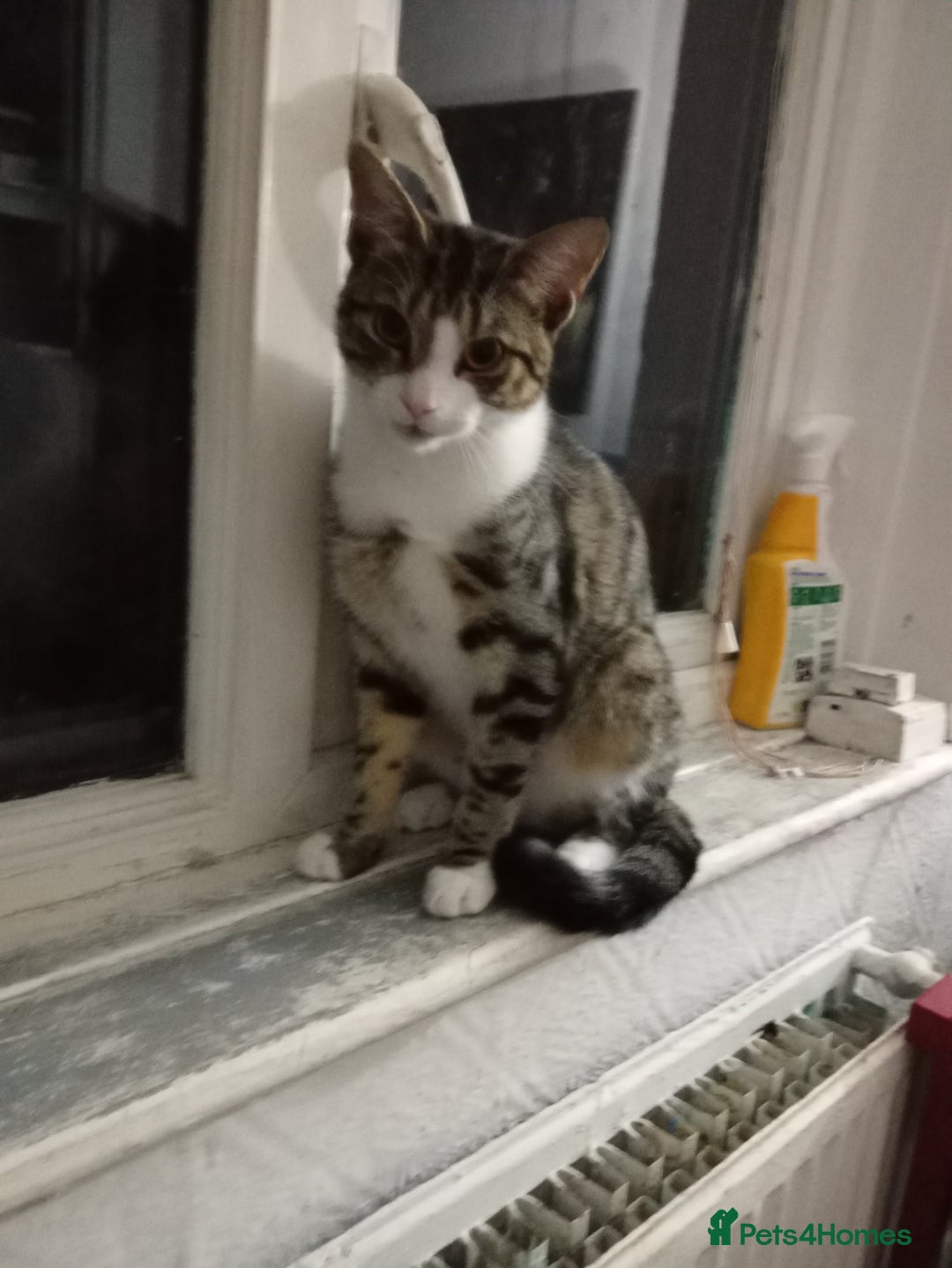 Mixed Breed cats for sale: Beautiful 1 year male looking for a forever home - Image 1