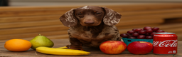Miniature Dachshund dogs for stud: Bruno miniature dachshund  - Advert 3