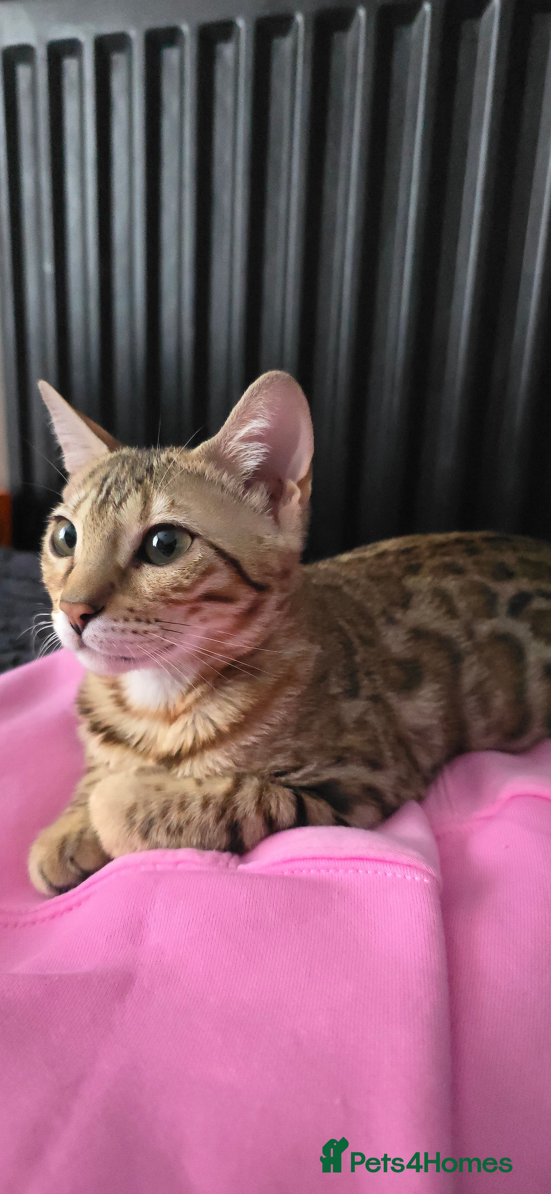 Bengal cats Ready NOW.. need go ASAP - Advert 10