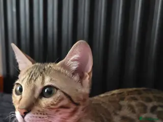 Bengal cats Ready NOW.. need go ASAP - Advert 10