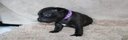 Staffordshire Bull Terrier dogs for sale: KC Staffords | Blue & Black | Champion Bloodlines - Advert 32