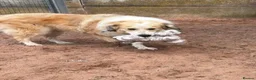 Mixed Breed dogs for adoption: Meet Elphie, currently residing in Cheshire in Nantwich - Advert 6