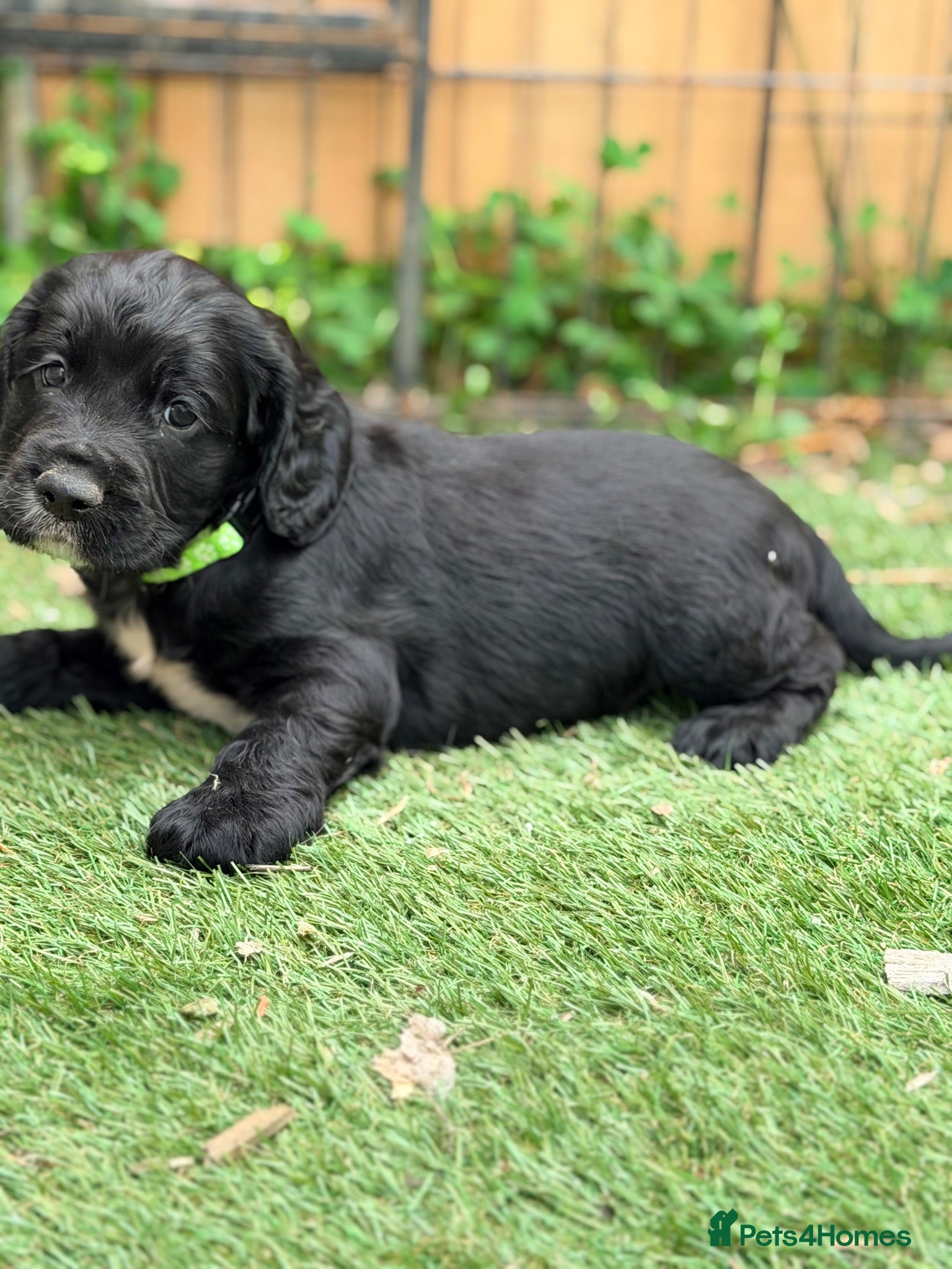 Cocker Spaniel dogs Gorgeous Cocker Puppies READY NOW 1 Boy left  - Advert 12