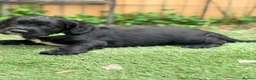 Cocker Spaniel dogs for sale: Gorgeous Cocker Puppies READY NOW - Advert 1