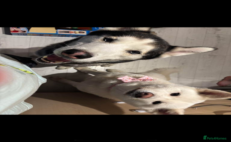 Siberian Husky dogs - Advert 1