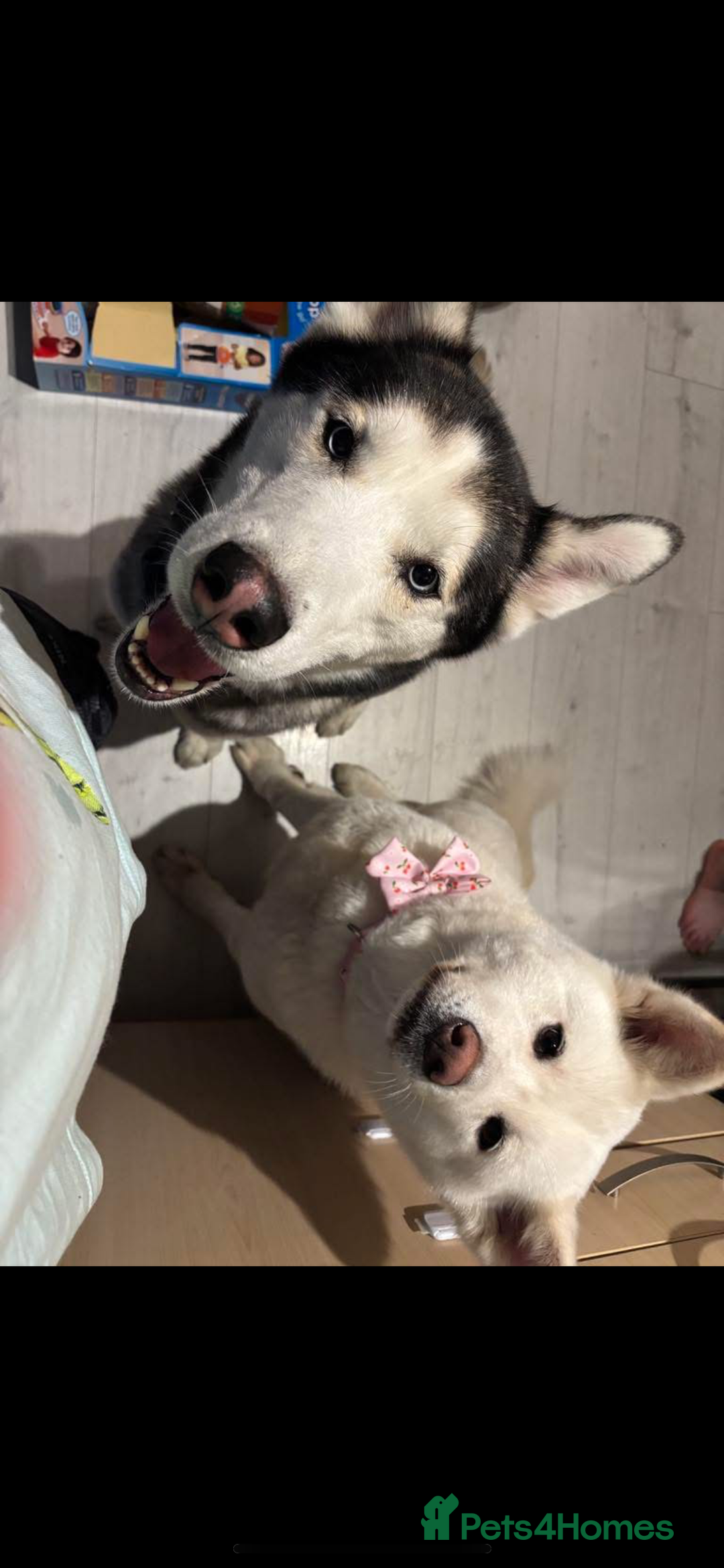 Siberian Husky dogs for sale: Siberian husky puppy - Image 1
