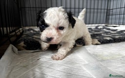 Shichon dogs for sale: 5 beautiful Shichon girls  - Image 37