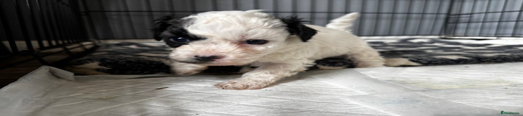 Shichon Puppy 3