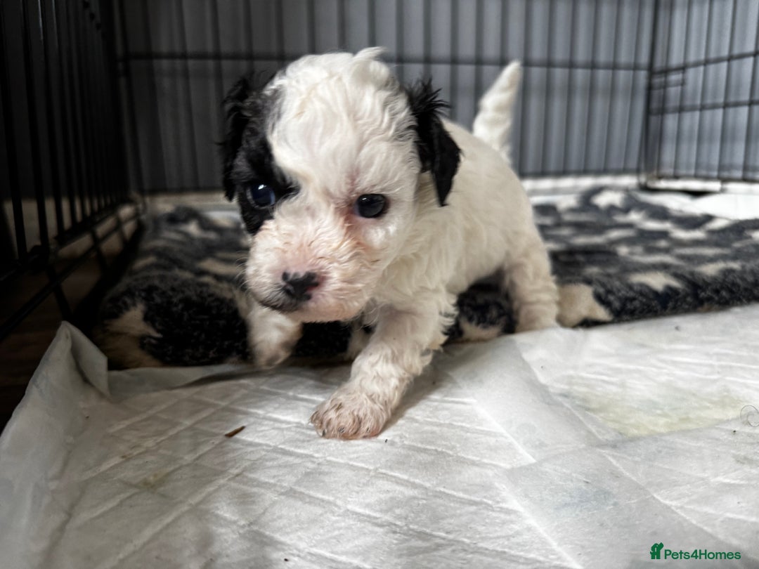 Shichon dogs for sale: 5 beautiful Shichon girls  - Image 37