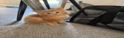 Ragdoll cats for sale: Ragdoll × Maine Coon Kittens for Sale flame point - Advert 10