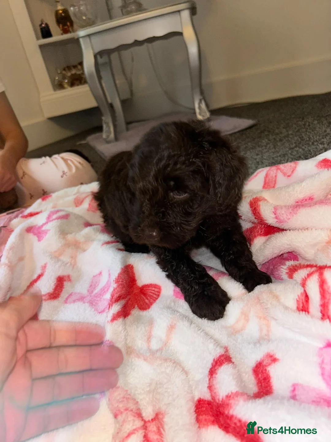 Cockapoo dogs for sale: Cockerpoo - Advert 10