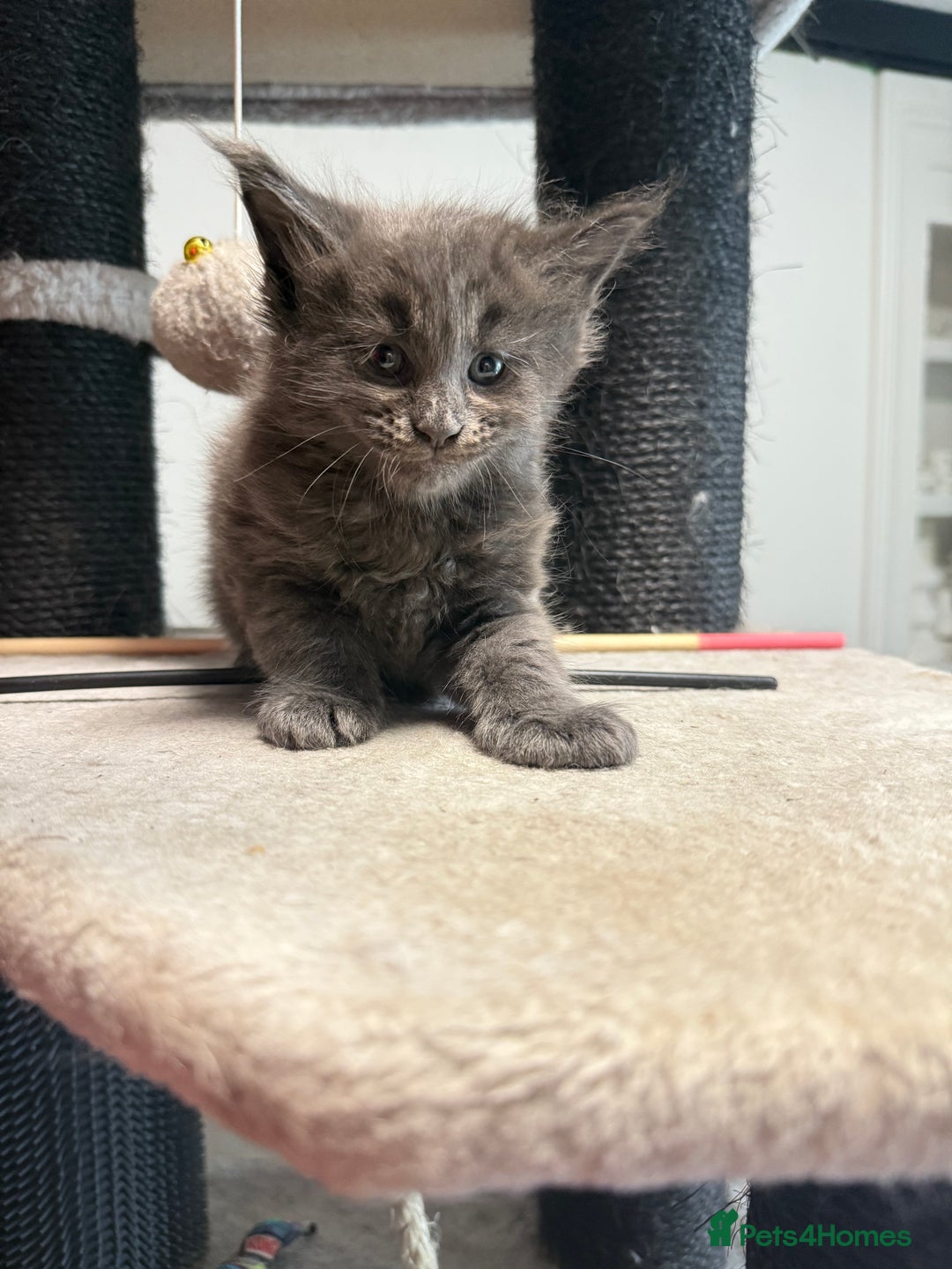 Maine Coon cats for sale:  Maine Coon Kittens Looking for Loving Homes 🐾 - Image 12