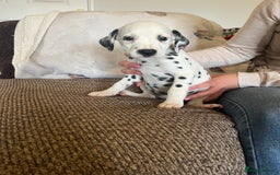 Dalmatian dogs for sale: Gorgeous Dalmatian Puppies - Image 8