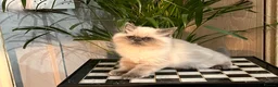 Persian cats for sale: Soo affectionate "Hand reared",persian kitten (M)  - Advert 16