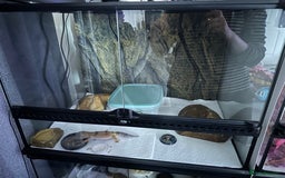 Gecko reptiles for sale: 2 Female leopard geckos and Crested gecko for sale - Image 2