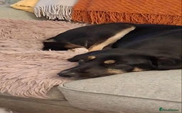 Mixed Breed dogs for adoption: CARA  - Image 7