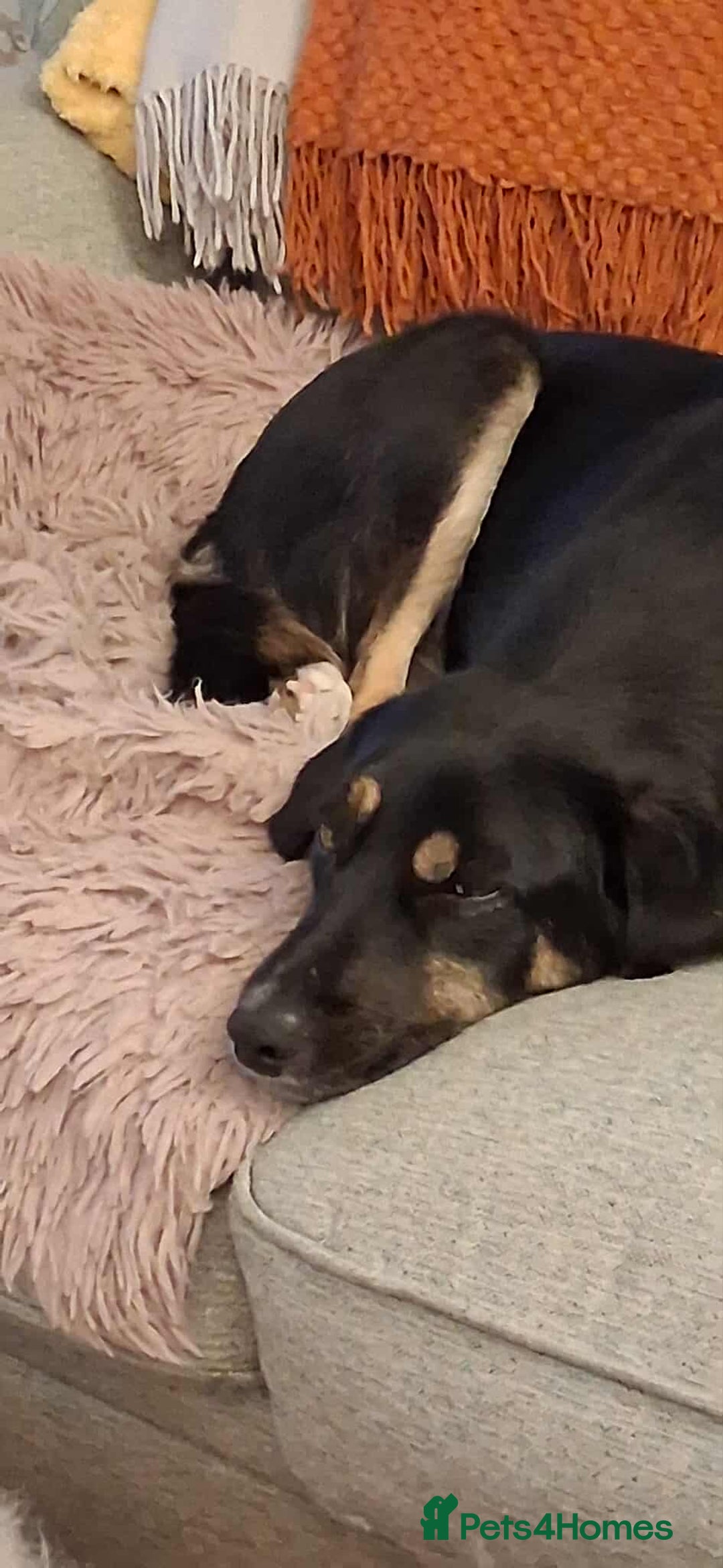 Mixed Breed dogs for adoption: CARA  - Image 7