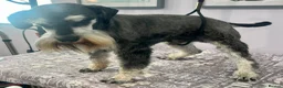 Miniature Schnauzer dogs for sale: Beautiful boy - Advert 6