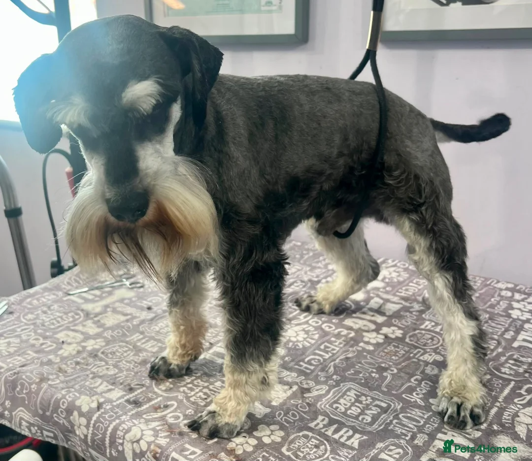 Miniature Schnauzer dogs for sale: Beautiful boy - Advert 6