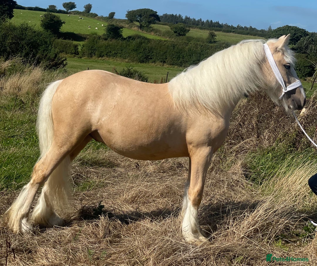 Other Breed horses for sale: Spyvalley Stormzy - Image 2
