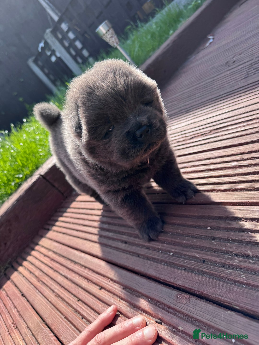 Chow Chow dogs for sale: Last 2 Beautiful chow chow puppies - Image 19