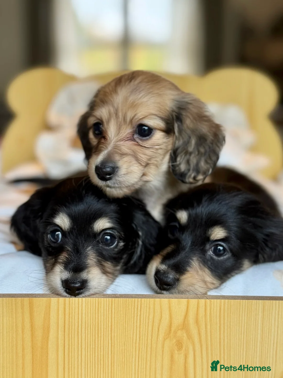 Miniature Dachshund dogs for stud: KC Registered - Health Tested - Proven Stud Dog 🏅 - Advert 22