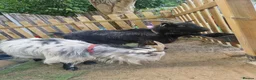 Goats livestock for sale: Pygmy goats  - Advert 5