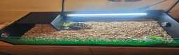 Tortoise reptiles for sale: Tortoise  - Advert 4