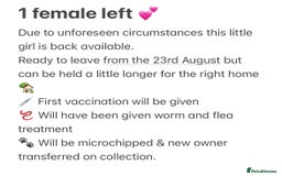 Staffordshire Bull Terrier dogs for sale: LAST GIRL REMAINING Staffy Pups 🐶 - Image 3