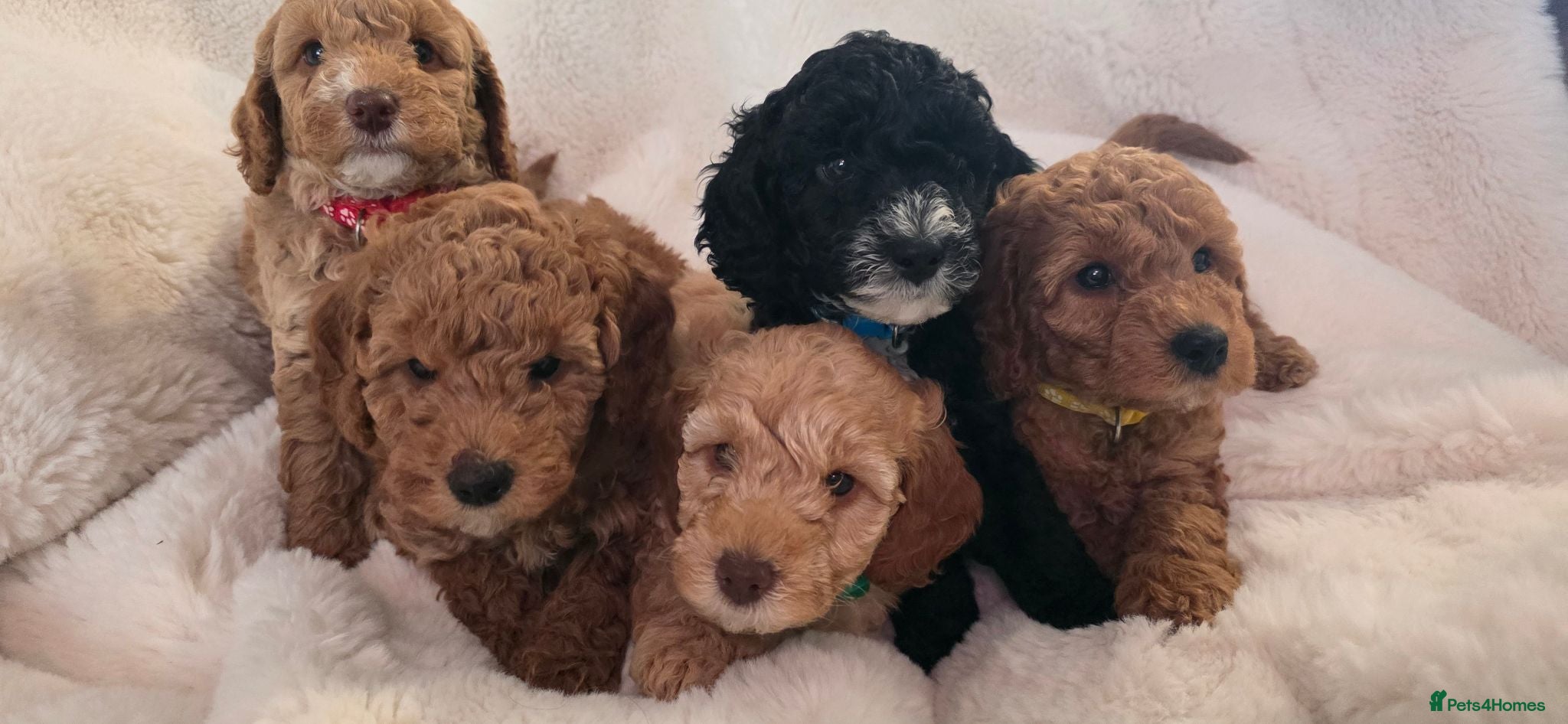 Cockapoo dogs Rare F1BB Toy Cockapoo Puppies Health Checked!  - Advert 1