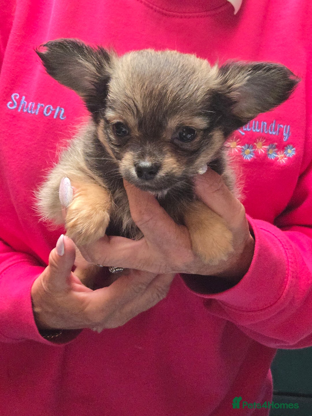 Chihuahua dogs for sale: Stunning long haired chihuahuas - Image 6