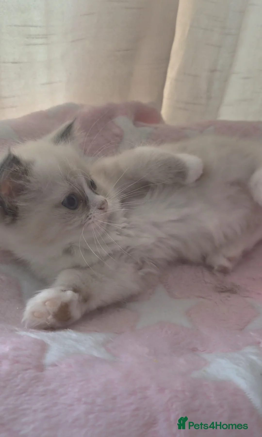 Ragdoll cats for sale: Beautiful Ragdoll kittens - Advert 27