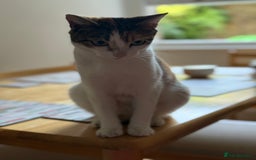 American Wirehair cats for sale: Female calico cat  - Image 1